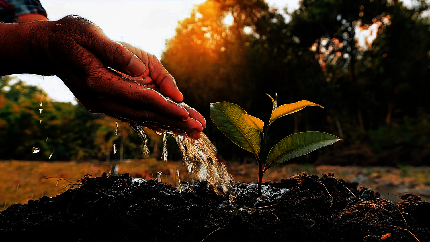 Help Trees Grow with Proper Rainwater Harvesting Techniques