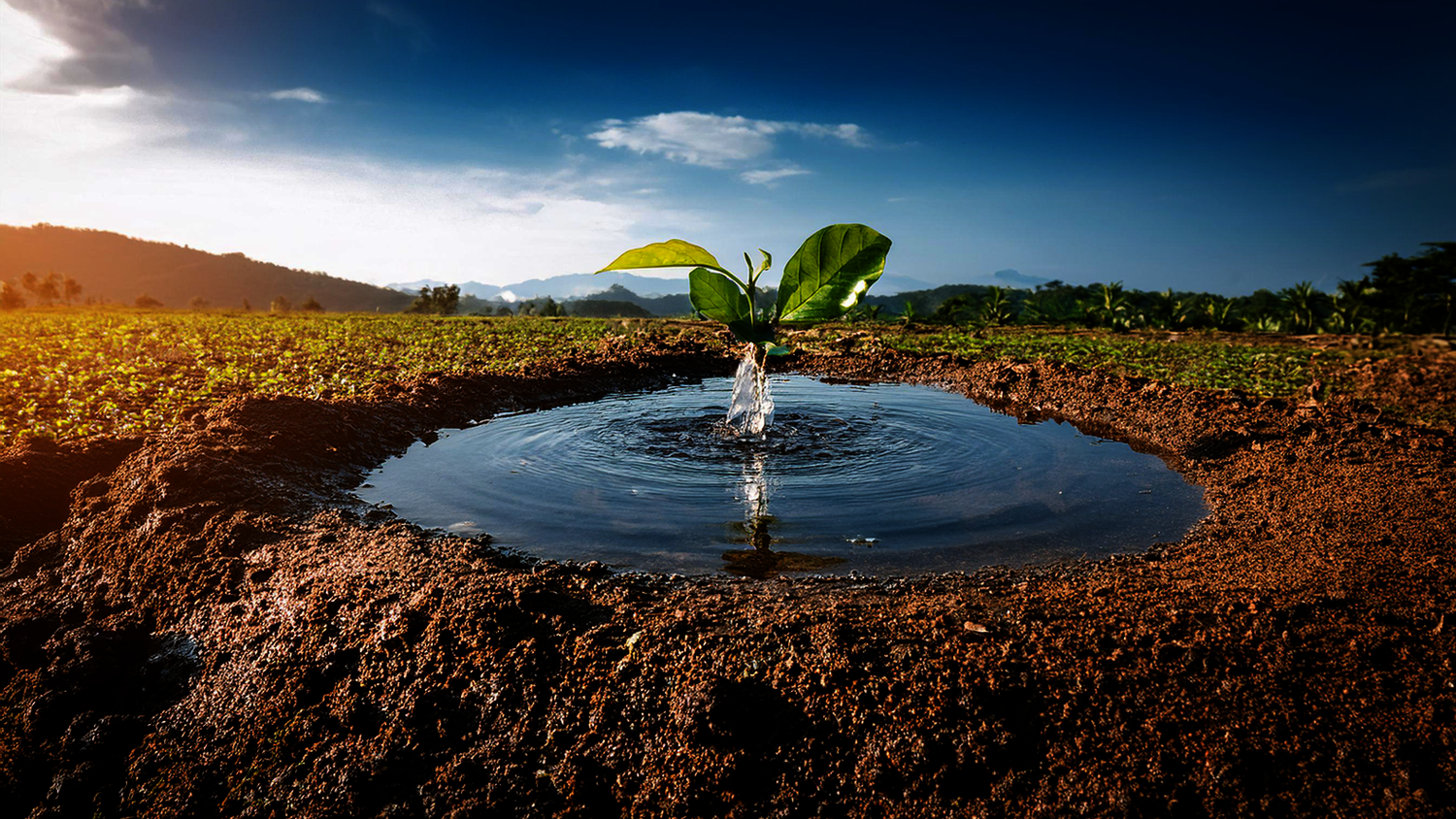 How Rainwater Harvesting Can Solve Global Water Scarcity